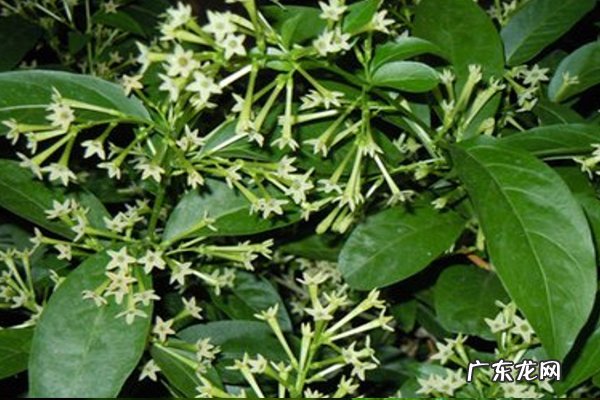 哪种植物驱蚊效果最好?