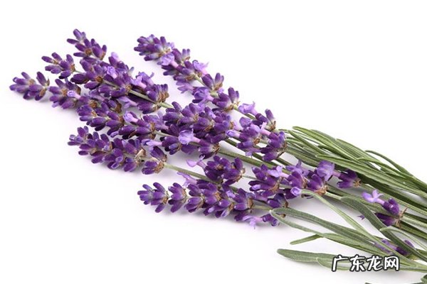 哪种植物驱蚊效果最好?