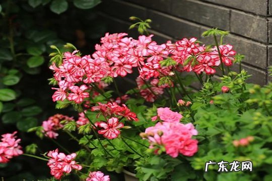 哪种植物驱蚊效果最好?