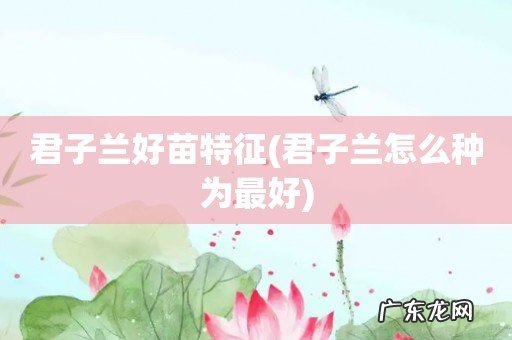 君子兰怎么种为最好 君子兰好苗特征