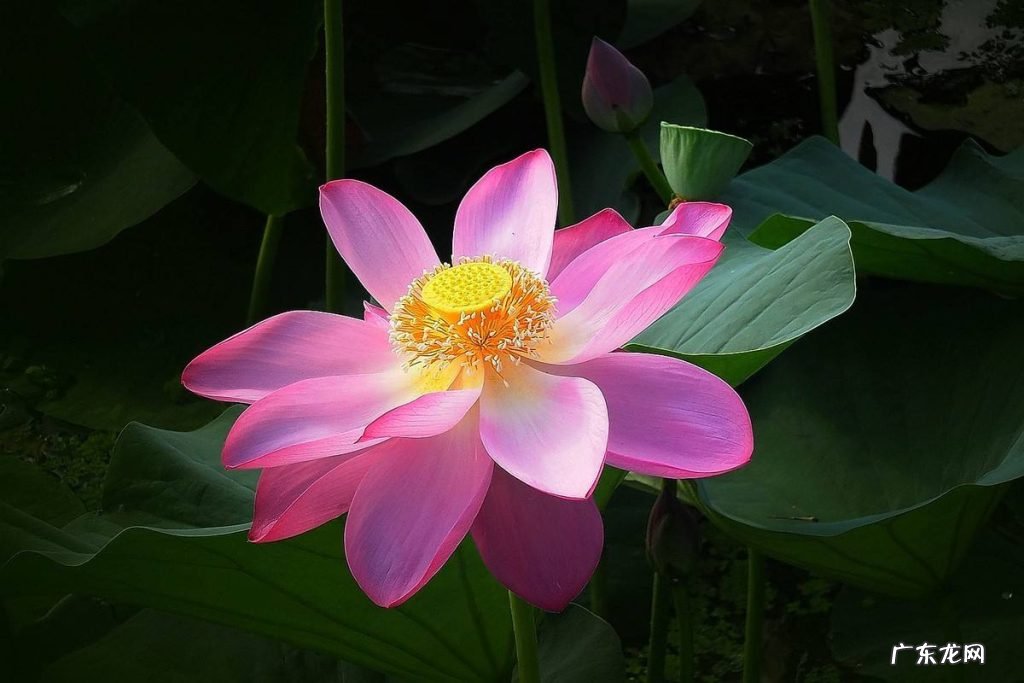 荷花课文中的冒字写出了什么？冒字写出了荷花的什么？