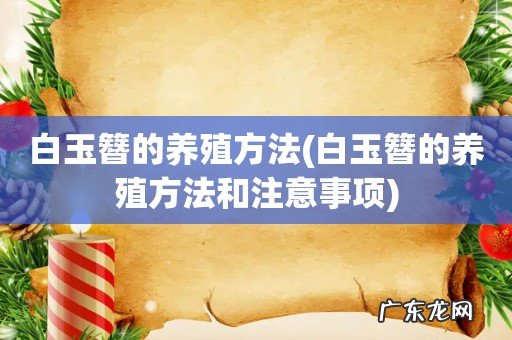 白玉簪的养殖方法和注意事项 白玉簪的养殖方法