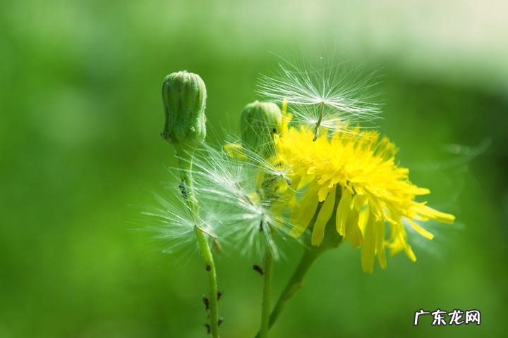 蒲公英的花语是什么?蒲公英的传说故事二则