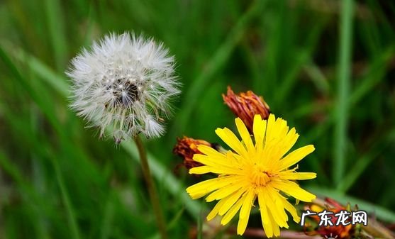 蒲公英的花语是什么?蒲公英的传说故事二则