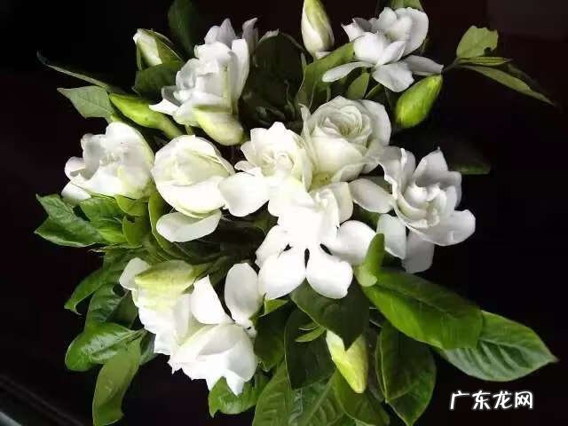 养栀子花的风水作用 栀子花的风水作用禁忌