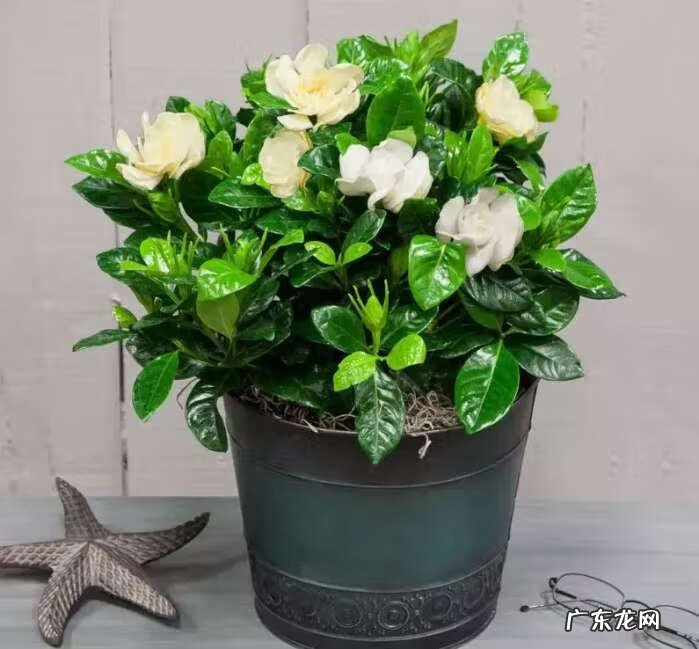 养栀子花的风水作用 栀子花的风水作用禁忌