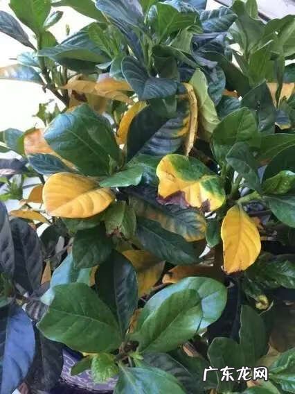 养栀子花的风水作用 栀子花的风水作用禁忌