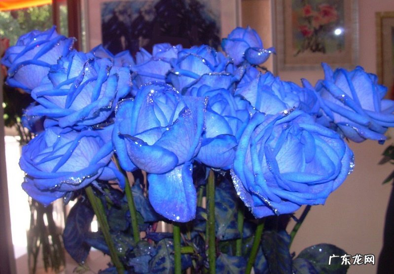 蓝色妖姬花语是代表什么?蓝色妖姬适合送什么人?