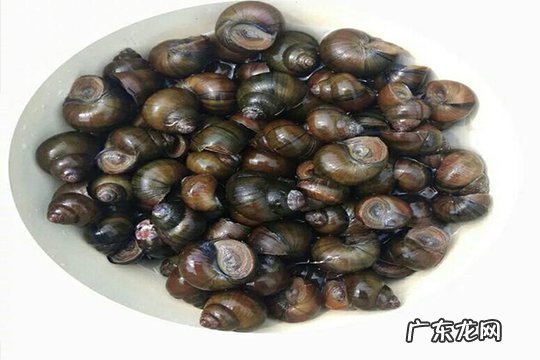 田螺煮多长时间最合适?田螺煮多长时间才能吃?