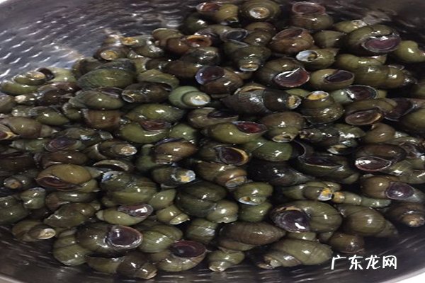 田螺煮多长时间最合适?田螺煮多长时间才能吃?