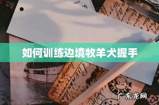 如何训练边境牧羊犬握手