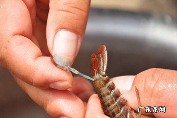 小龙虾怎么清理才能干净?