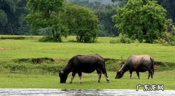 金鸡风水宝地出什么人 状元家山风水宝地