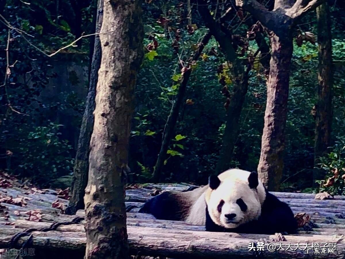 远古大熊猫真的是战神蚩尤的坐骑吗 大熊猫的传说故事