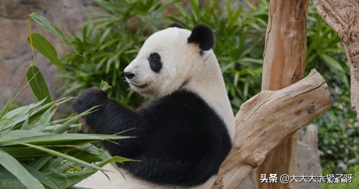 远古大熊猫真的是战神蚩尤的坐骑吗 大熊猫的传说故事