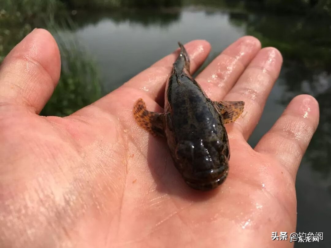 养虎头鲨对风水的作用 虎头鲨风水