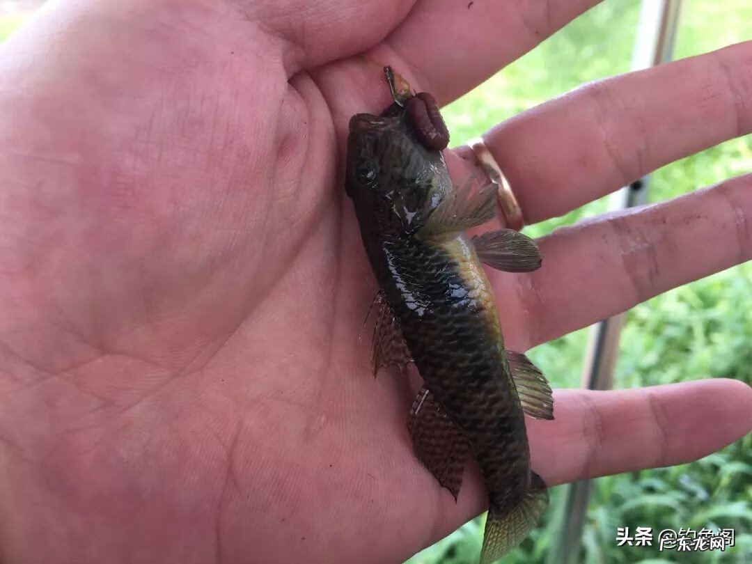 养虎头鲨对风水的作用 虎头鲨风水