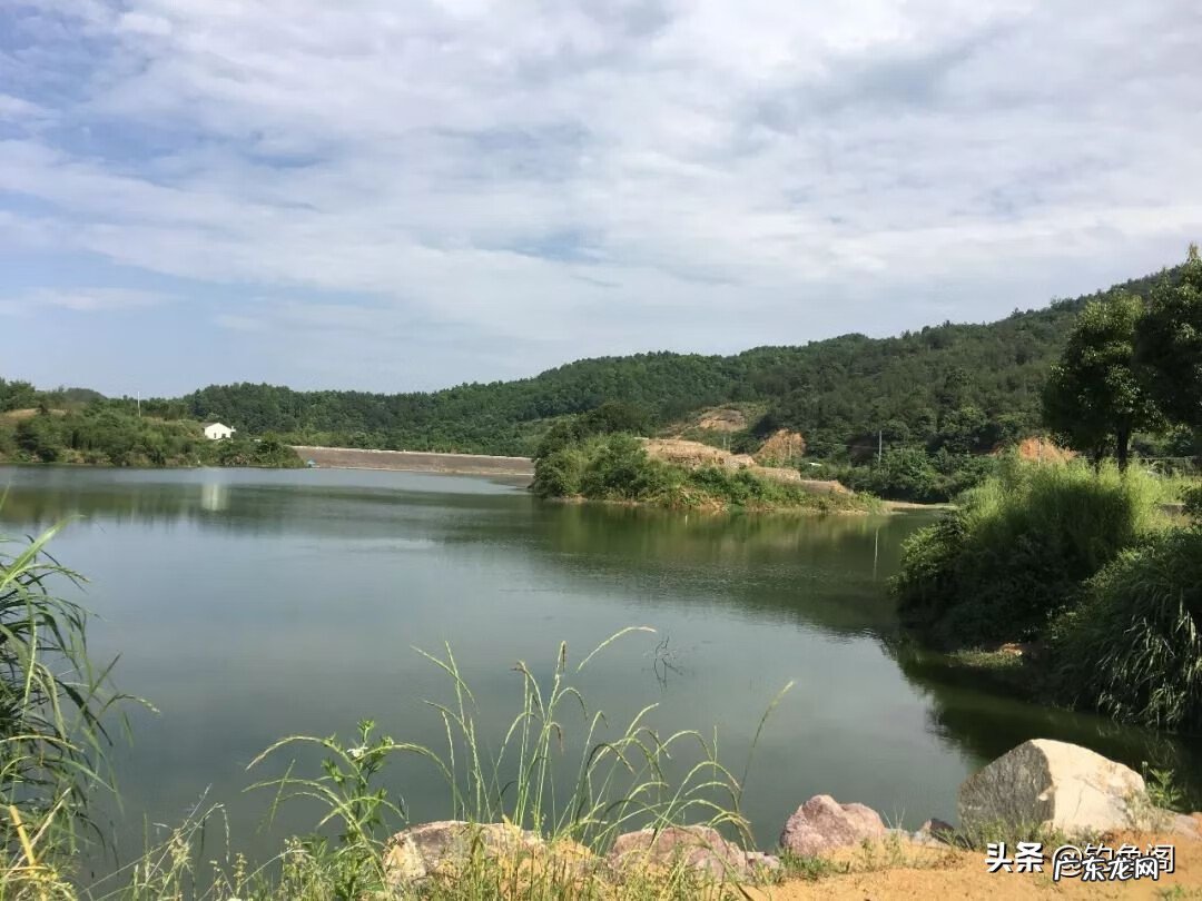 养虎头鲨对风水的作用 虎头鲨风水