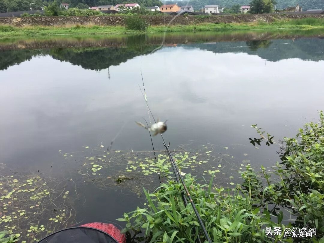 养虎头鲨对风水的作用 虎头鲨风水