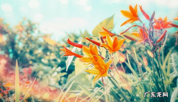 百合的花语是什么?百合花语介绍