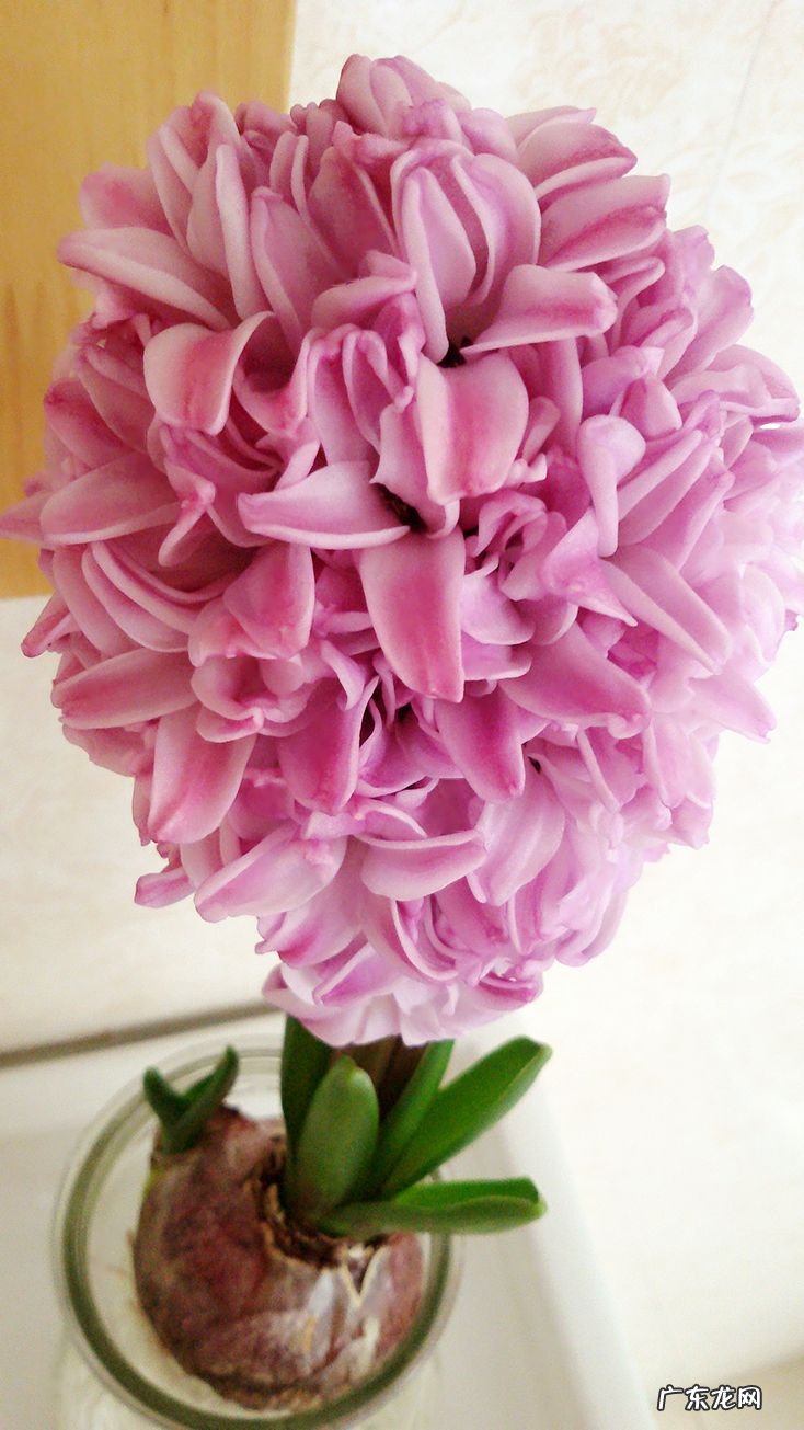 风信子的花语是什么?不同颜色的风信子花语介绍