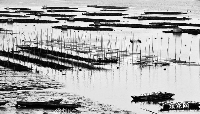 海苔是海鲜类吗?