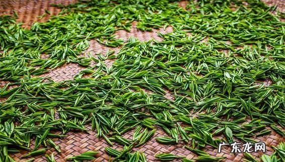 龙井是绿茶吗?我国哪些地方盛产绿茶?