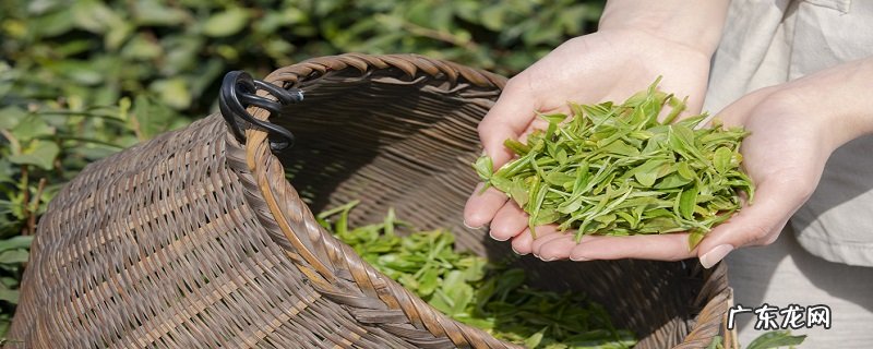 龙井是绿茶吗?我国哪些地方盛产绿茶?