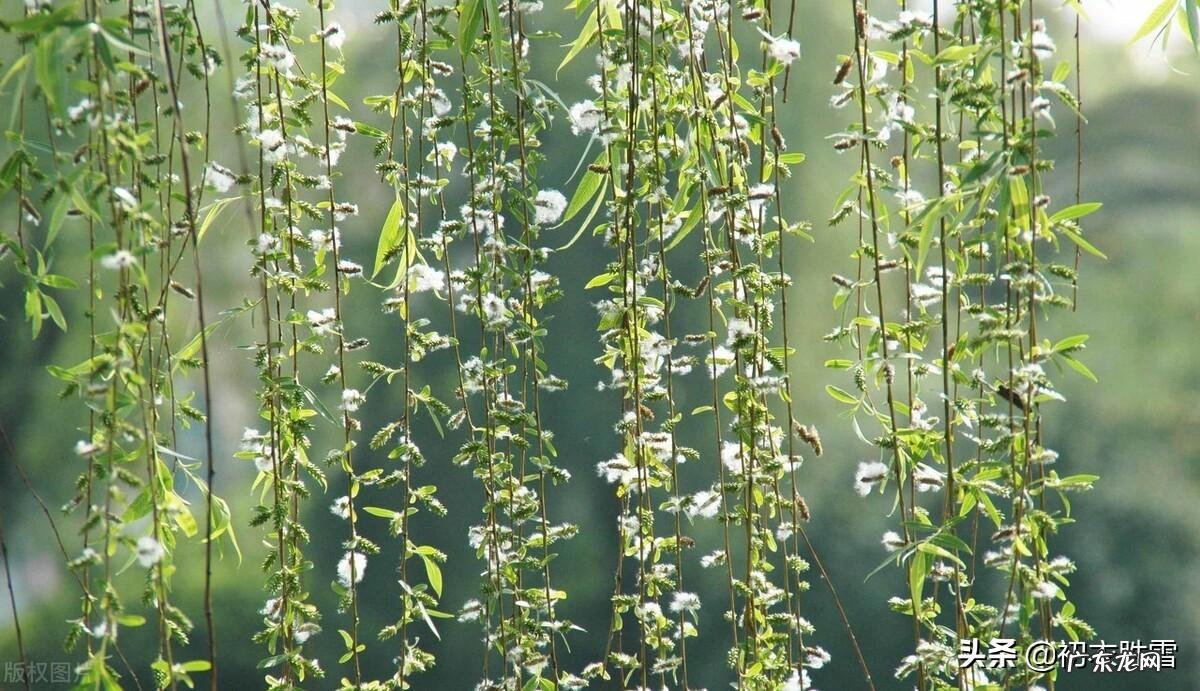 踏青又叫春游古时候叫什么 踏春是几月开始的