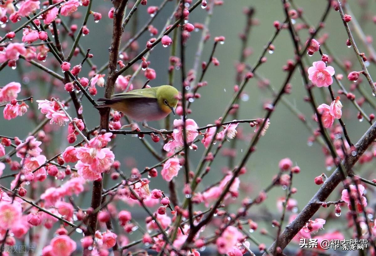 踏青又叫春游古时候叫什么 踏春是几月开始的