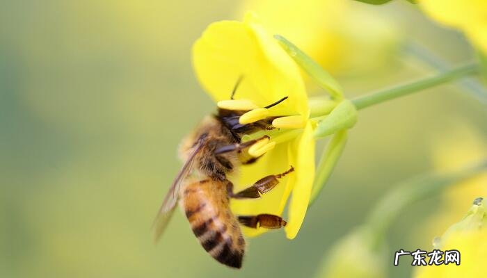 蜜蜂养殖技术的技巧有哪些?蜜蜂养殖技术介绍
