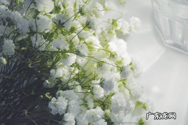 满天星的花语是什么?满天星花语介绍