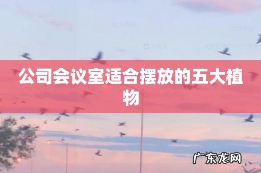 公司会议室适合摆放的五大植物