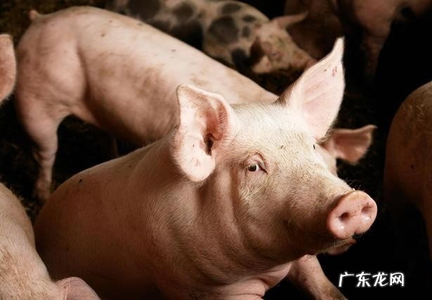 古代十二个时辰分别代表了什么 七点到八点是什么时辰