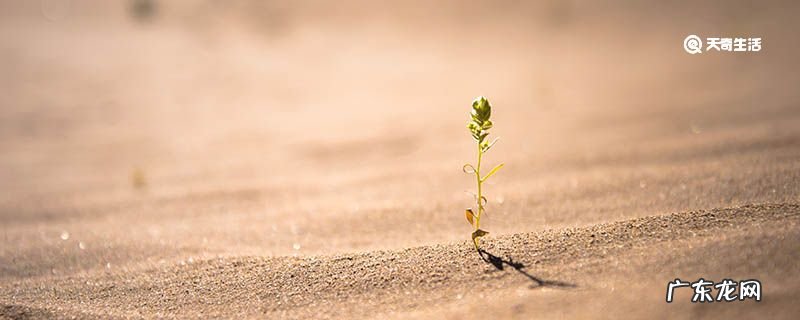 纺锤树为什么是沙漠中的救命树?