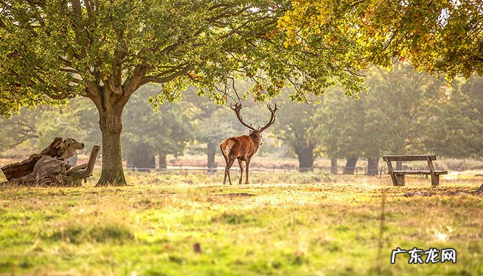 鲨鱼是哺乳动物吗？什么是哺乳动物？