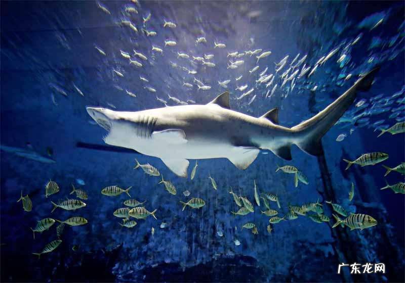 鲨鱼是哺乳动物吗？什么是哺乳动物？