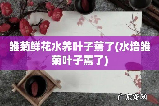 水培雏菊叶子蔫了 雏菊鲜花水养叶子蔫了