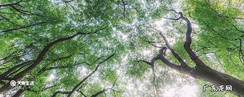 树干被冻裂的树为什么还能活?