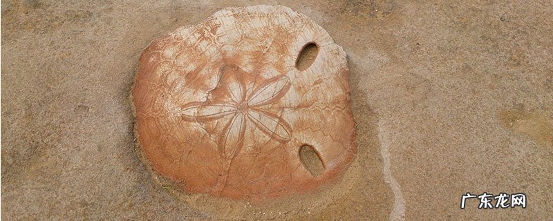 化石是怎么形成的？化石的形成需要多少年？