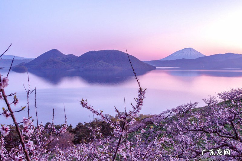 相思梅和石竹梅有什么区别?