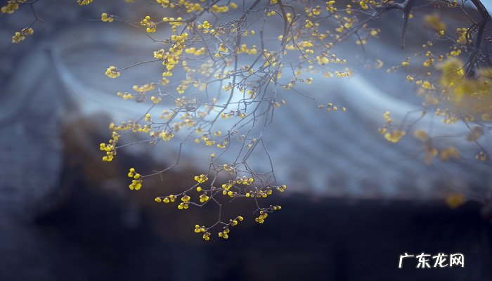 相思梅和石竹梅有什么区别?