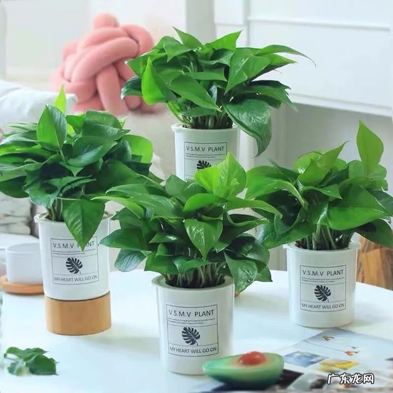 怎样找风水宝地 市内养花风水