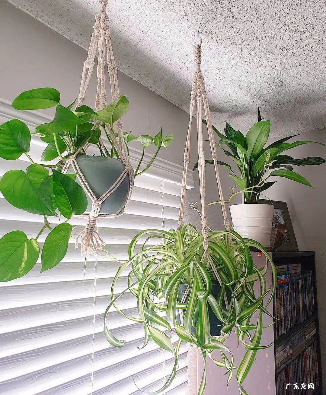 怎样找风水宝地 市内养花风水