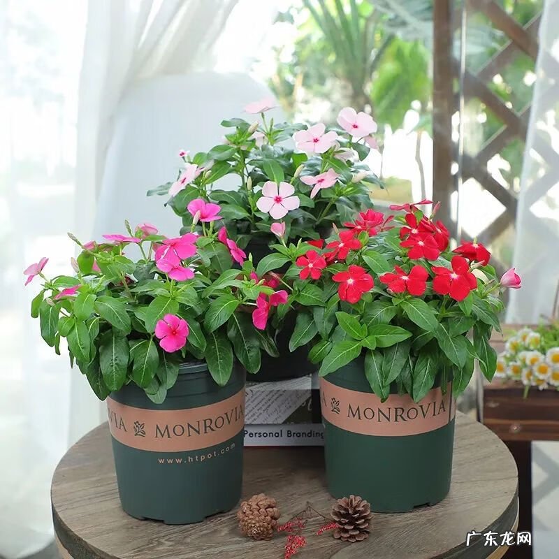 怎样找风水宝地 市内养花风水