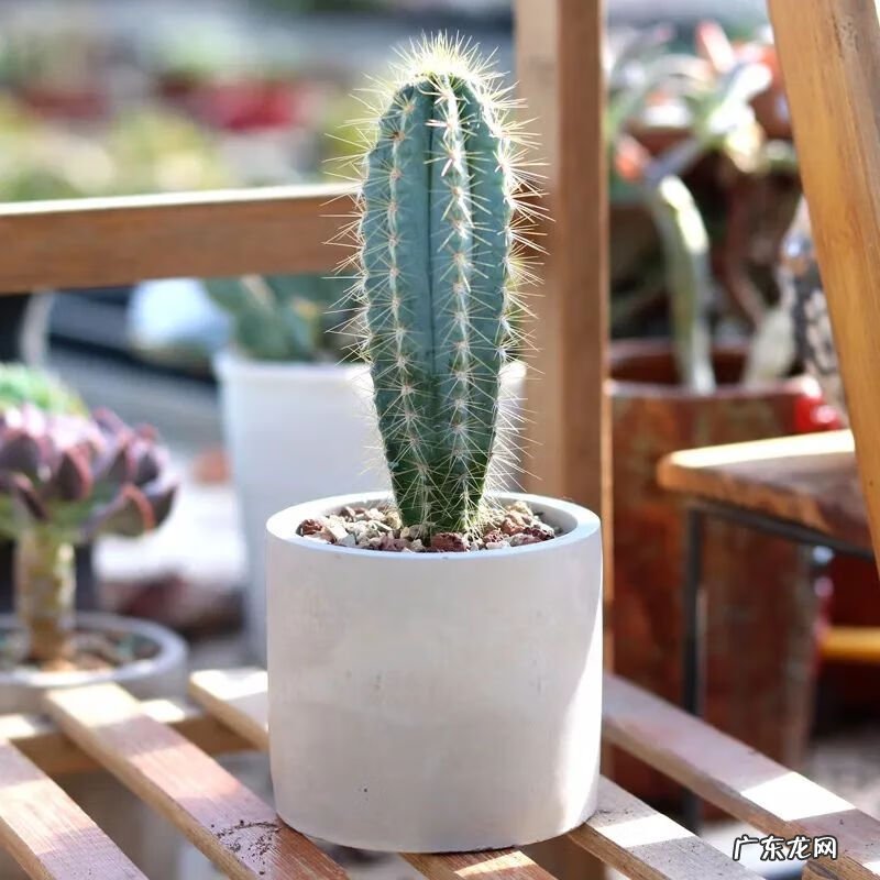 怎样找风水宝地 市内养花风水