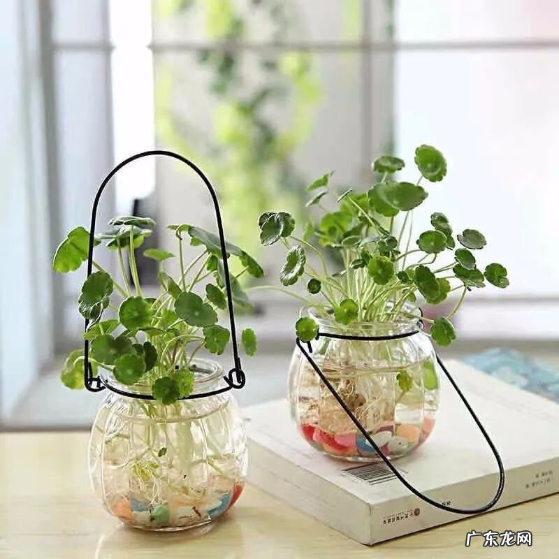 怎样找风水宝地 市内养花风水