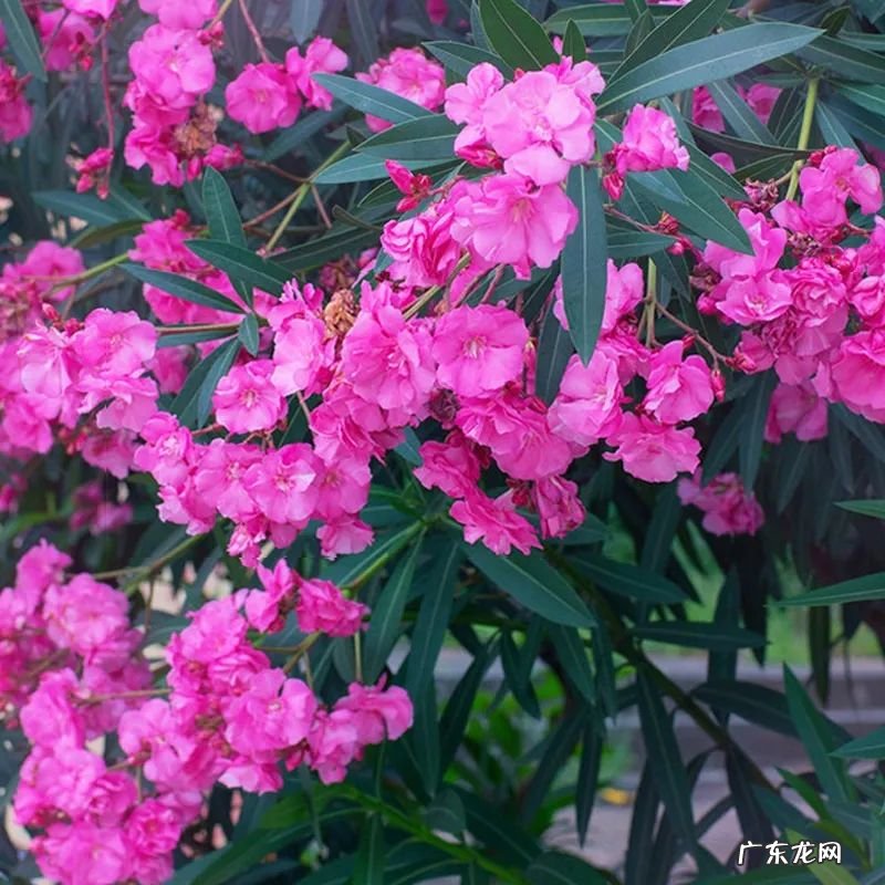 怎样找风水宝地 市内养花风水