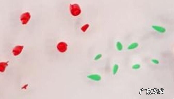 超轻粘土花朵教程是什么