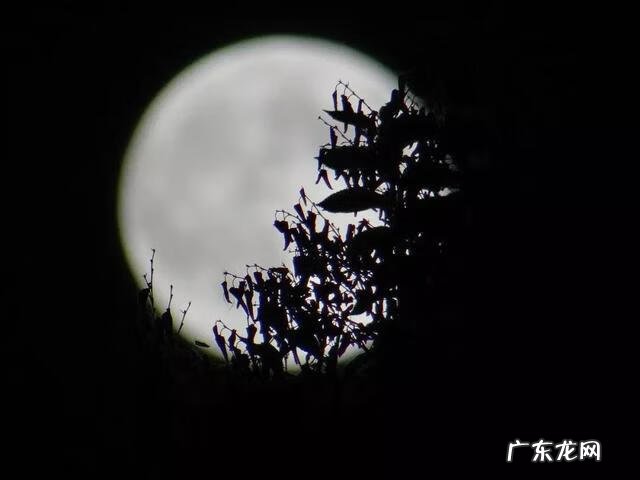 中秋有关的诗词两首 中秋的诗句